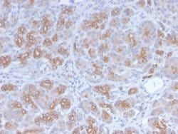 Golgi Complex Antibody (GLG1/2829R) - Azide and BSA Free, Novus Biologicals